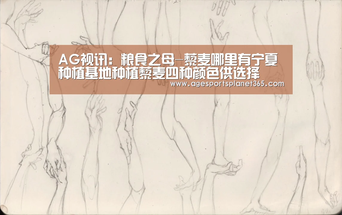 AG视讯:粮食之母-藜麦哪里有宁夏种植基地种植藜麦四种颜色供选择(图2) AG足球